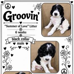Groovin' - Parti male Goldendoodle puppy in Frostproof, Florida from Lover Dover Doodles