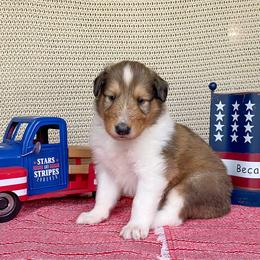 Bubbles - Sable and white male Collie puppy in St Augustine, Florida from Saltwater Collies LLC