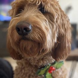 Goldendoodle All Grown Up from Goldendoodle AZ