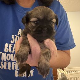 Wendi - Sable female Shih Tzu puppy in Boiling Springs, South Carolina from Sherry Whiteside's Shih Tzus