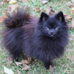 Kiko - Pomeranian