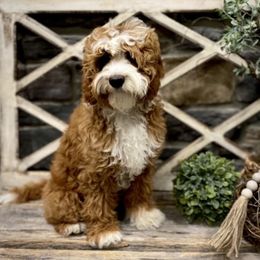 Parker - Australian Labradoodle