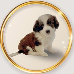 Stella - female Cavapoo puppy in Oak Island, North Carolina from Carolina Cavapoo Puppies