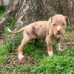 Female 3 - Red merle female Catahoula Leopard Dog puppy in Gadsden, Alabama from Rich Cat’s