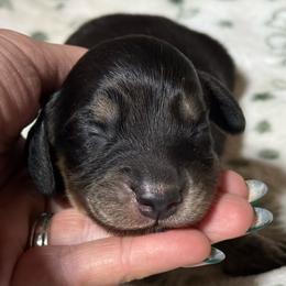 Beau - Black and cream male Dachshund puppy in Salem, Oregon from Longdox Mini Dachshunds