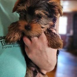 Charlie - Black and tan male Yorkshire Terrier puppy in West Plains, Missouri from Brinkley Yorkies