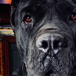Kong - Cane Corso