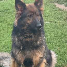 Rebel - German Shepherd