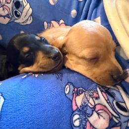 Pearl - Red female Dachshund puppy in St Johns, Arizona from Glamorous Doxies