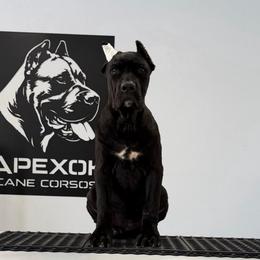 Female 3 - Black female Cane Corso puppy in Cashion, Oklahoma from APEXOK Cane Corsos