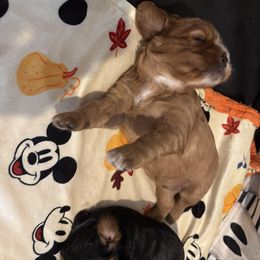 Cavalier King Charles Spaniel Puppies from Family first cavaliers