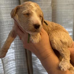 Moss - Apricot male Poodle puppy in Prosperity, Pennsylvania from Stelladoodles & Company