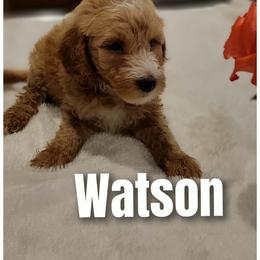 George Wickham-red collar - Apricot male Goldendoodle puppy in Fort Worth, Texas from Stacy Warwick
