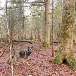 Zegar - German Shepherd