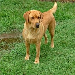 Miracle Faith - Labrador Retriever