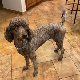 Poodles from Crimson Poodles