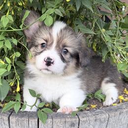 Prof. Plum - Red male Pembroke Welsh Corgi puppy in Bakersfield, California from Kern River Corgis