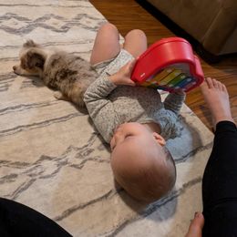 Miniature American Shepherd and Miniature Australian Shepherd Puppies from Trailside Mini Aussies
