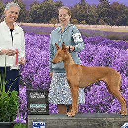 Ivy - Pharaoh Hound
