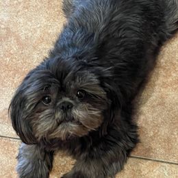 Shih Tzus from High Desert  Shih Tzu
