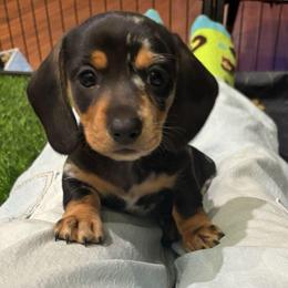 Betsy - Dapple female Dachshund puppy in Palo Cedro, California from RK Doxies