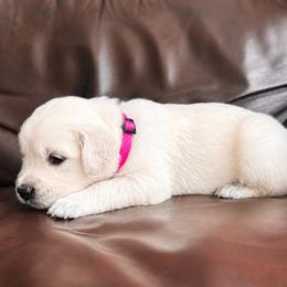 Female pick 2 - Light golden female Golden Retriever puppy in Waterford, Pennsylvania from Living on Faiths Golden Retrievers