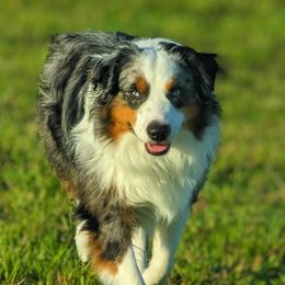 Kenai - Miniature Australian Shepherd