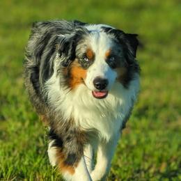 Kenai - Miniature Australian Shepherd