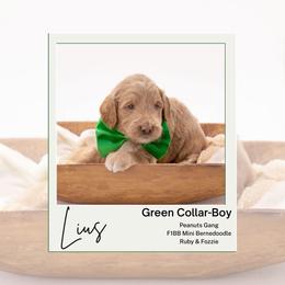 Green collar - Linus - Yellow and white male Bernedoodle puppy in Lexington, North Carolina from Deborah’s Doodles
