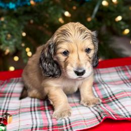 Prancer - Cream male Dachshund puppy in Kingman, Arizona from Diddle Bros Dachshunds