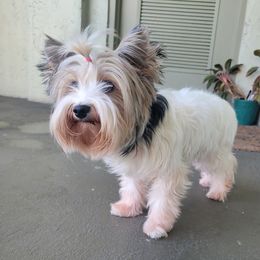 Blanche - Biewer Terrier