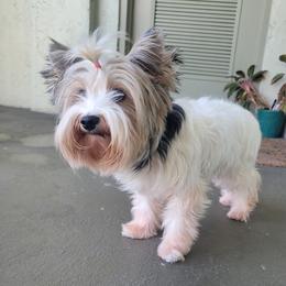 Blanche - Biewer Terrier
