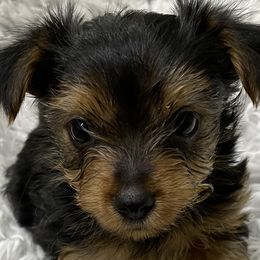 Yorkshire Terriers from Jasper’s Yorkshire Terriers