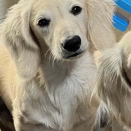 Maverick - Dachshund