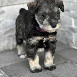 Miniature Schnauzer Puppies from ieva kasp