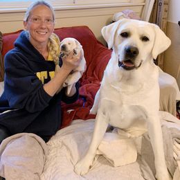 Labrador Retriever All Grown Up from Chateau St. John