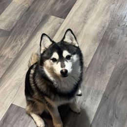 Orange - Pomsky puppy from Southwood Pomskies