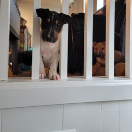 Bull Terrier Puppies from The Noble Bull Terriers