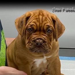 Doucettes Sir Ivan the Magnificent - Mahogany male Dogue de Bordeaux puppy in Corinth, Maine from Doucette’s De Bordeaux