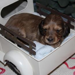 Harry - Red male Dachshund puppy in Mountain Home, Arkansas from Wood's miniature Dachshunds