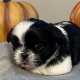 Ringo - Shih Tzu puppy in Upland, California from Sassy AKC Shih Tzus