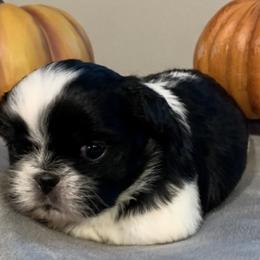 Ringo - Shih Tzu puppy in Upland, California from Sassy AKC Shih Tzus
