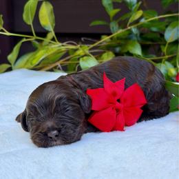 Red collar - Chocolate male Australian Labradoodle puppy in Mount Gilead, North Carolina from Tillery Labradoodles