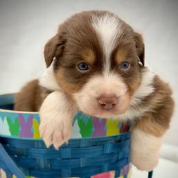 Male 2 - Red tri-color male Australian Shepherd puppy in Cape Girardeau, Missouri from Real McCoy Australian Shepherds
