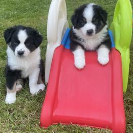 Australian Shepherd Puppies from Lil Klimuk's Australian Shepherds