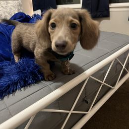 Dachshund Puppies from HP Dachs