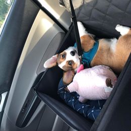 Pembroke Welsh Corgi Puppies from GLC Corgis