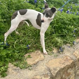 Maggie - Italian Greyhound