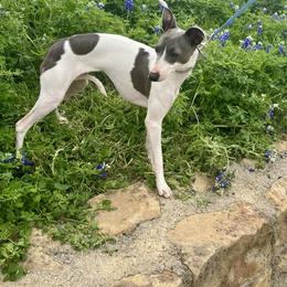 Maggie - Italian Greyhound