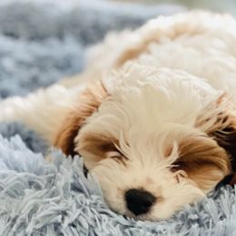 Cavapoos and Miniature Schnauzers from Moana & Lily's Pups